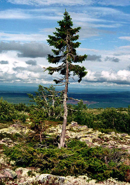 oldest spruce in the world: 'Old Tjikko' in Fulufjäll, Sweden. © Karl Brodowsky/Wikimedia Creative Commons