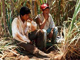 Guarani child labour on the sugar cane fields. © Survival International