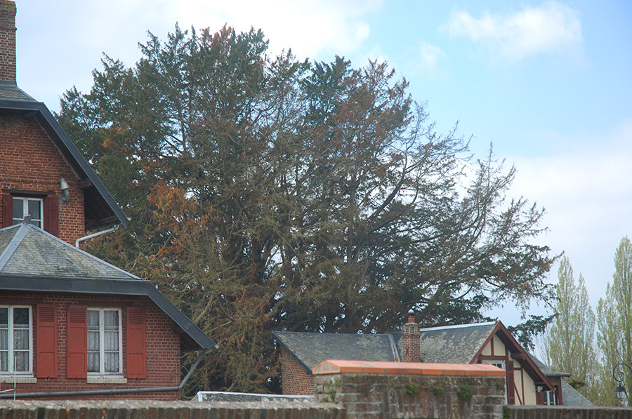 chapel yew at La Haye-du-Routot, August 2013. © Wim Peeters