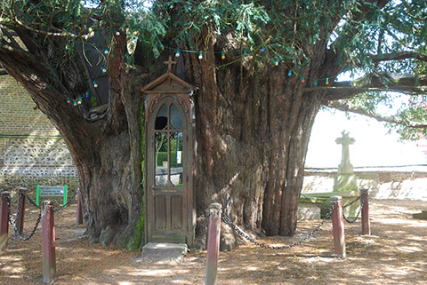 the hollow trunk of the chapel tree. © Wim Peeters