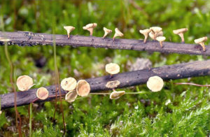 Fruchtkörper des Falschen Weißen Stängelbecherchens (Hymenoscyphus pseudoalbidus), welches das Eschensterben verursacht (© Wikimedia Commons)