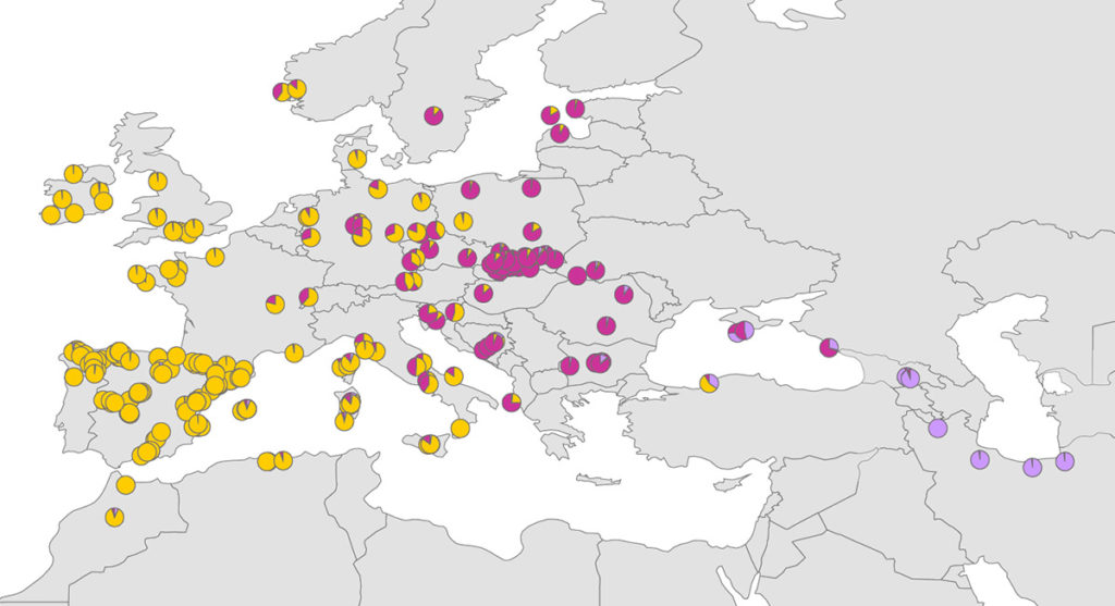 Fig. 3 Distribution of the genetic pools of Taxus baccata