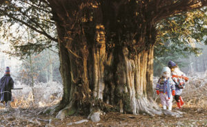 Three small children walk around an ancient yew tree. © Toby Hindson