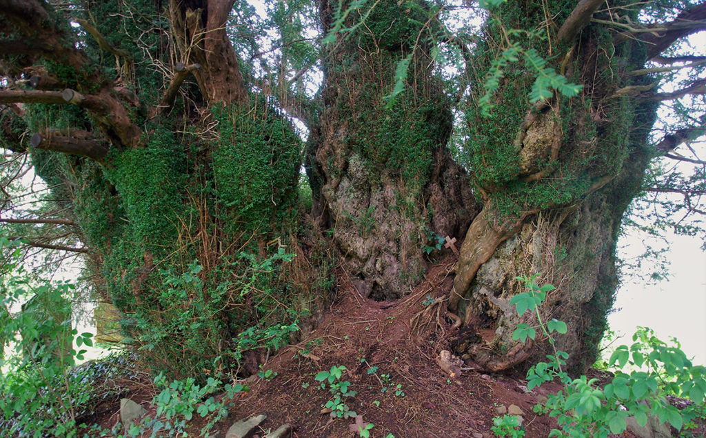 The ancient yews of Wales