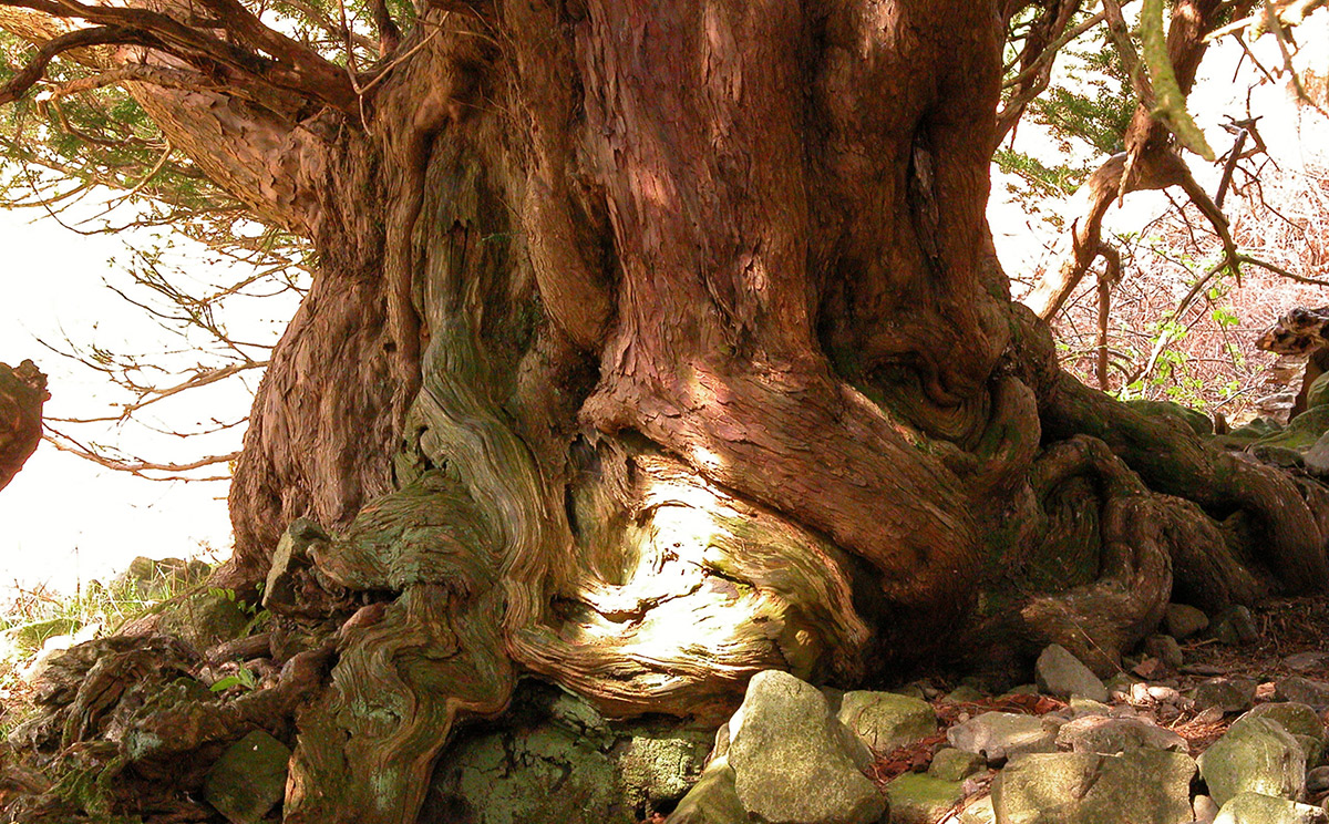 ancient yew Borrowdale April 2004 © Fred Hageneder