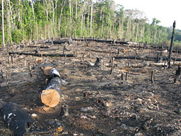 clearfelling area in Brazil. © guentermanaus/fotolia.com