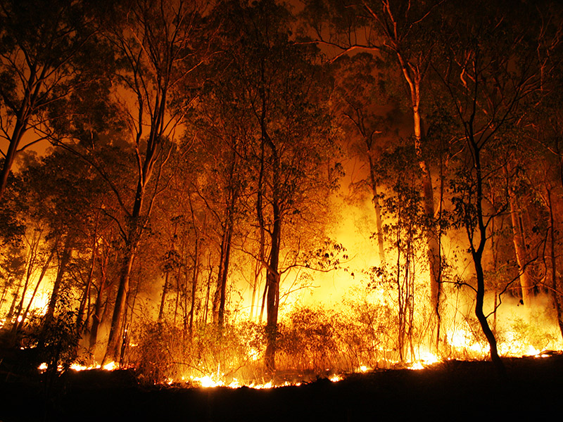 forest fire. @ Peter J. Wilson/shutterstock.com